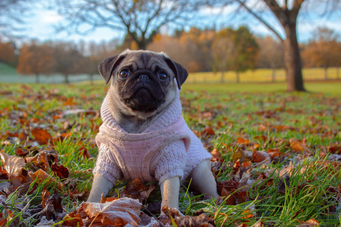 How Long Do Pugs Live? (Complete Lifespan & Health Guide)