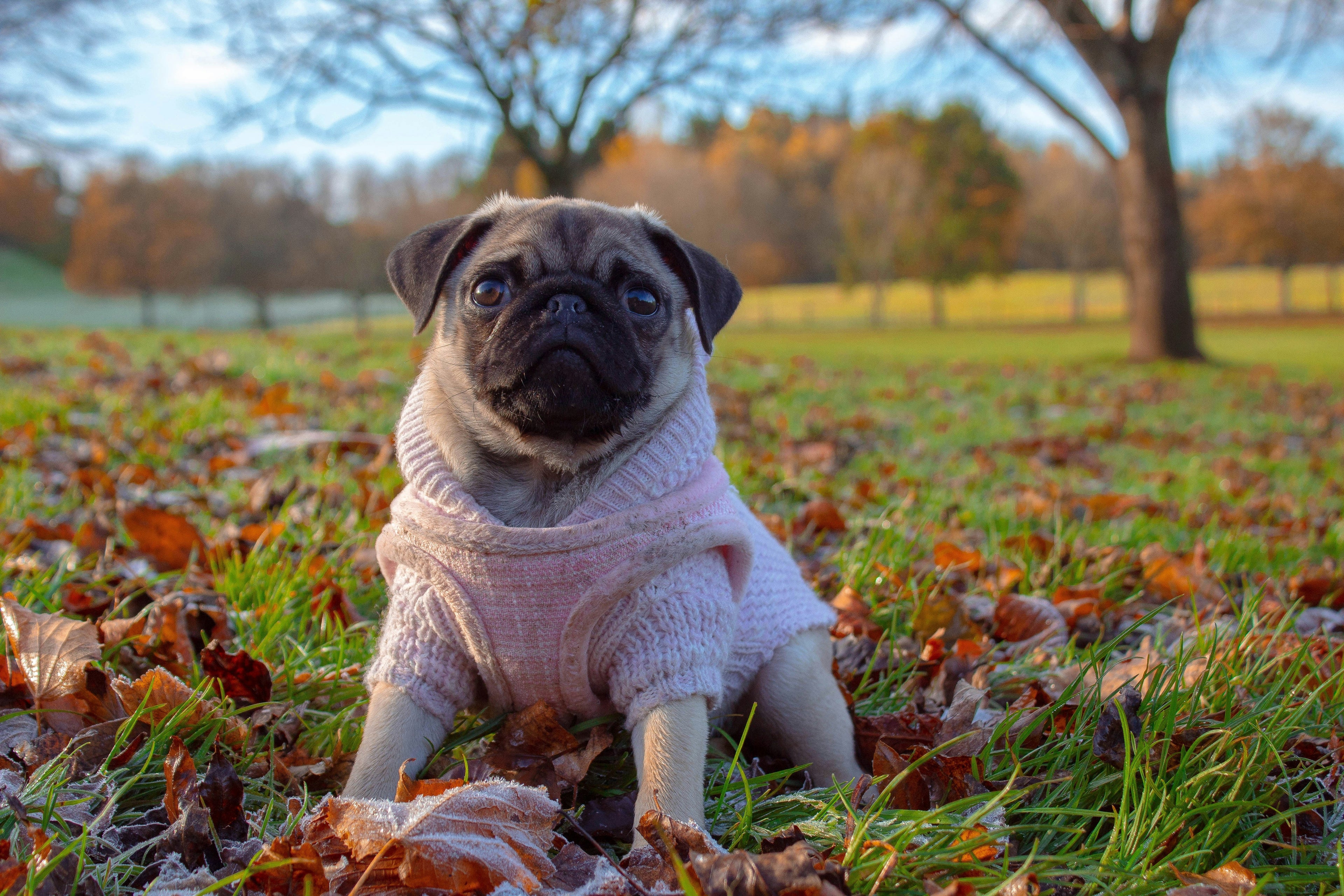 How Long Do Pugs Live? (Complete Lifespan & Health Guide)