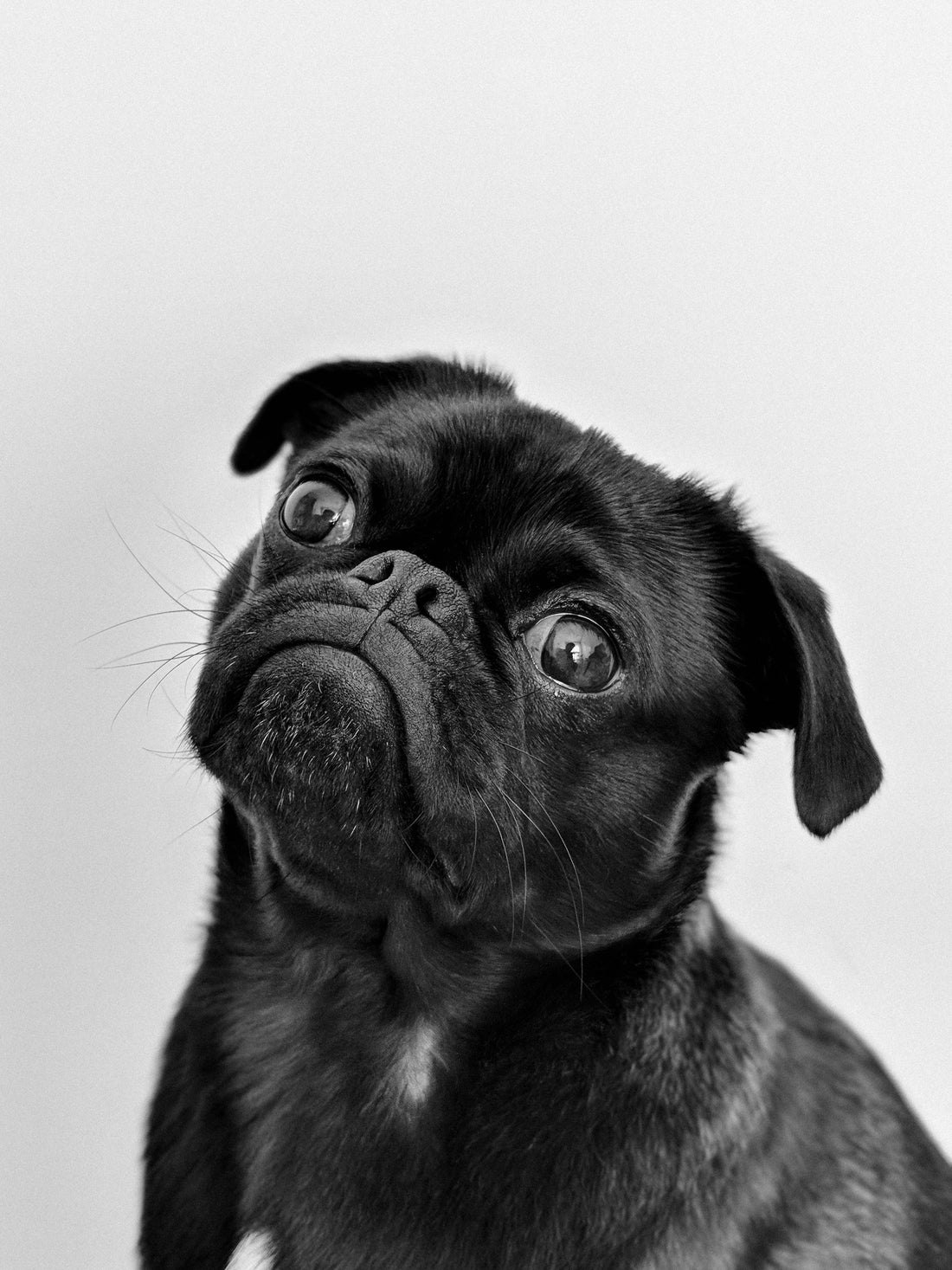 Do Pugs’ Eyes Fall Out? (What Every Owner Needs to Know)